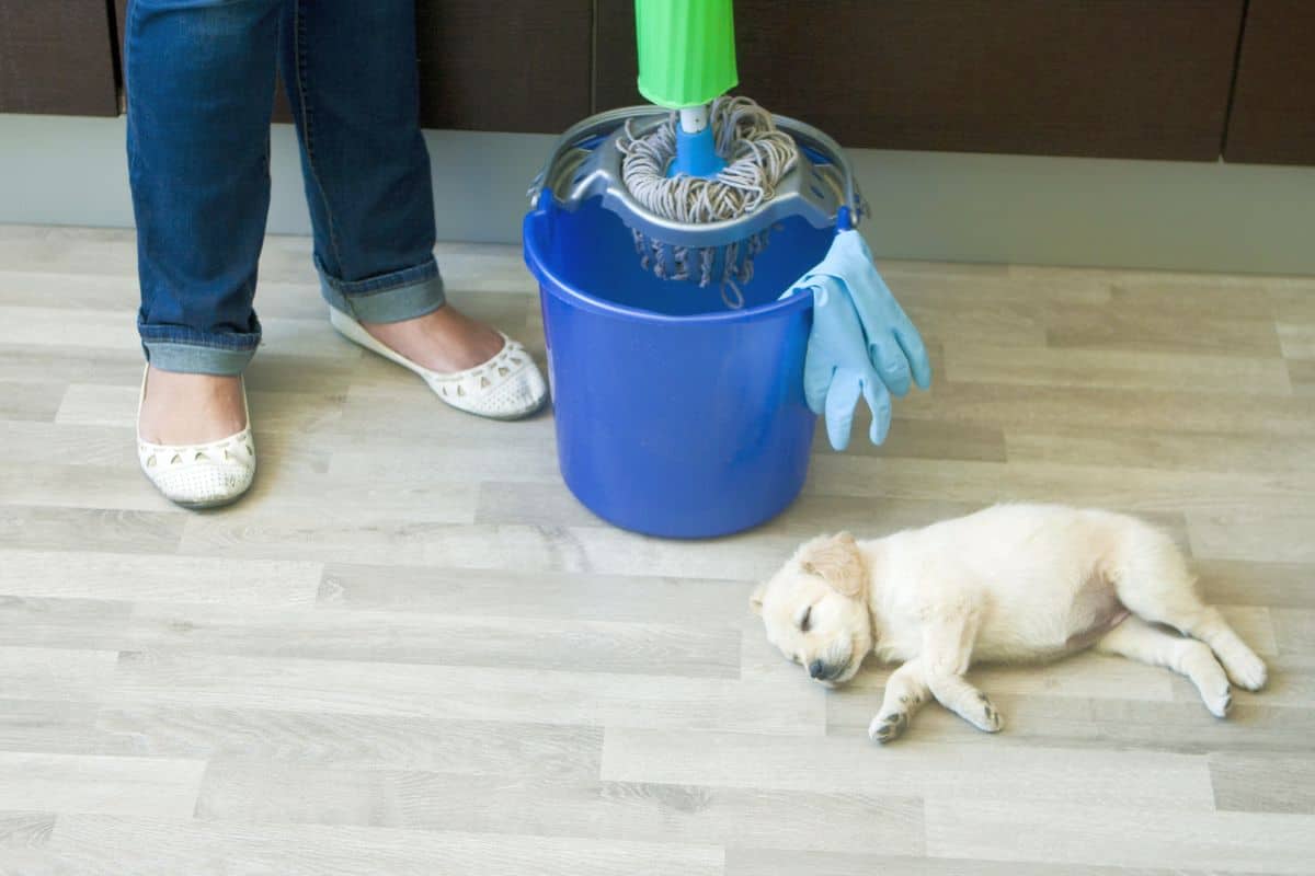 Pet-friendly House Cleaners - Clean Australia Service